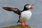 Червона Книга поповнилася чотирма видами британських пташок