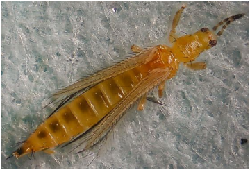 Западный цветочный трипс: фото одесская фитолаборатория