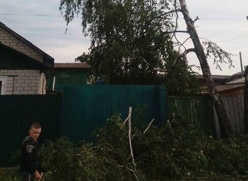Коммунальщики спилили не ту березу и заставили хохотать всю Украину: пила есть - ума не надо
