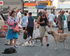 В Одесі бійцівський пес ледь не розірвав жінку: натравив п'яний господар, копи "не помітили"