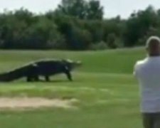 Гигантский аллигатор выбежал на поле для гольфа