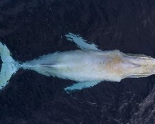 Вони існують: вчені виявили морських "велетнів", які вижили після масштабного винищення