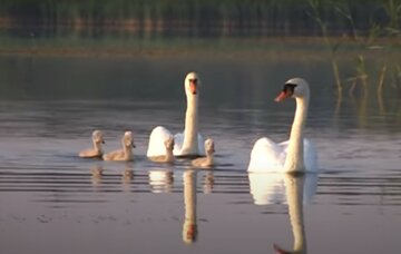 лебеди, скриншот из видео