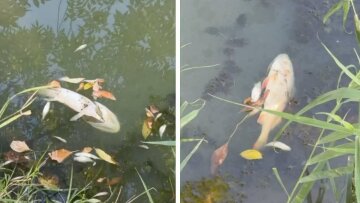 Мертва риба у пересохлій водоймі на Криворіжжі