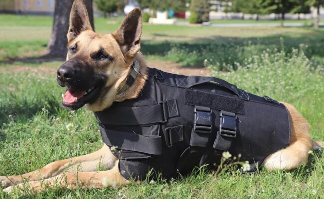 Пограничная служебная собака. Фото: Facebook