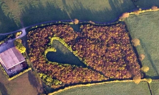 Дубовий гай Вінстона Хоуса, фото: SWNS.com