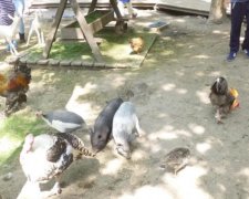 Копи врятували тварин від шкуродерів, а потім з'їли