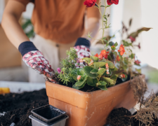 Пересадка квітів, зображення з вільних джерел