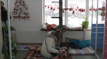 Во Франковске открыли отель для усатых и хвостатых постояльцев - лучше, чем на курорте