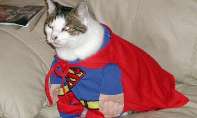 Кіт заборонив туристам знімати гроші через банкомат (відео)