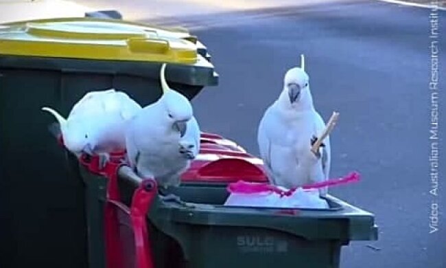 Папуги, скріншот з відео