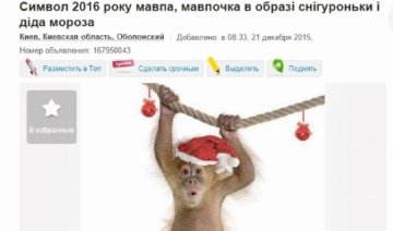 Прокуратура заинтересовалась магазином, торговавшим «обезьянками на убой»
