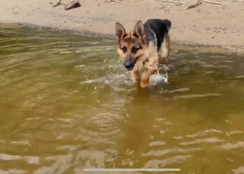 Собака, фото: скриншот из видео