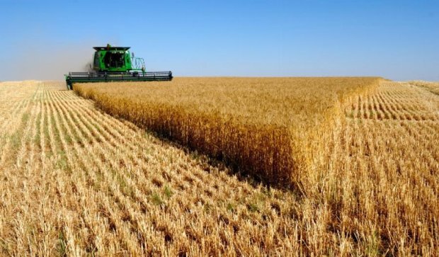 Фермер пригрозила Путину спалить поле зерна (видео)