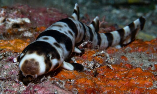 Акула вилізла на берег: неймовірний феномен Тихого океану отримав наукове пояснення