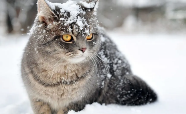 Погода, снег, котик, фото из соцсетей