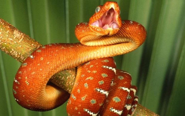 Змея влетела в интернет-кафе и распугала посетителей: видео