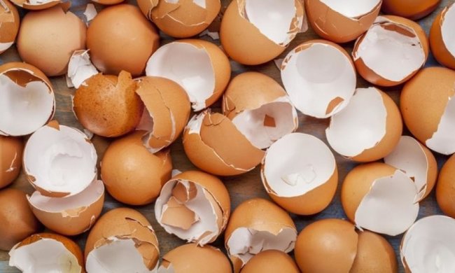 Пов'язка зі шкаралупи яєць пришвидшує загоєння ран