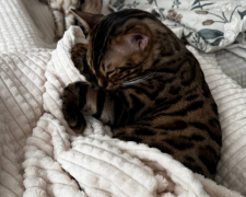 Котик, фото: Знай.ua