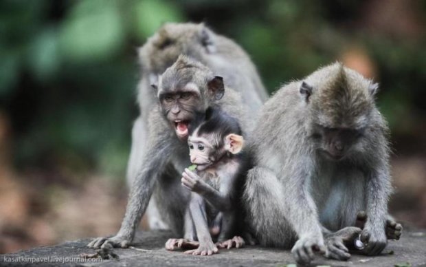 Планета обезьян: ученые впервые клонировали ближайшего родственника человека 
