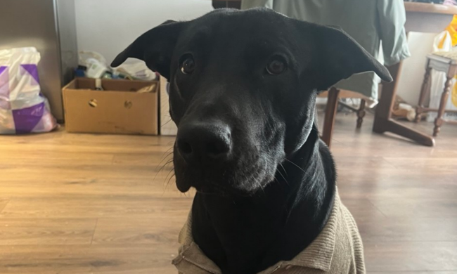 Собака, фото: Знай.ua