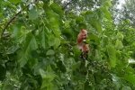У Дніпрі завелася білка-ненажера - змітає все і суне за обидві щоки