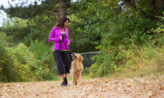 Винницких собак посадят на унитазы: детали ноу-хау для четверолапых