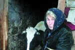 На Львівщині зупинилося серце заслуженої доярки: жила і вмирала в хліві серед корів