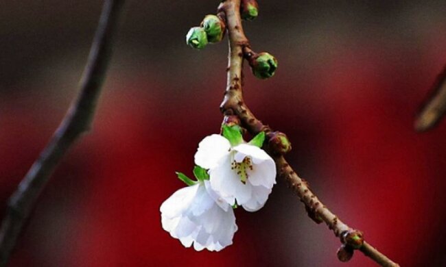 Возле православной церкви Мукачево зацвела сакура (фото)
