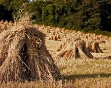 День Снопа Велеса 12 липня: головні звичаї та повір'я слов'ян