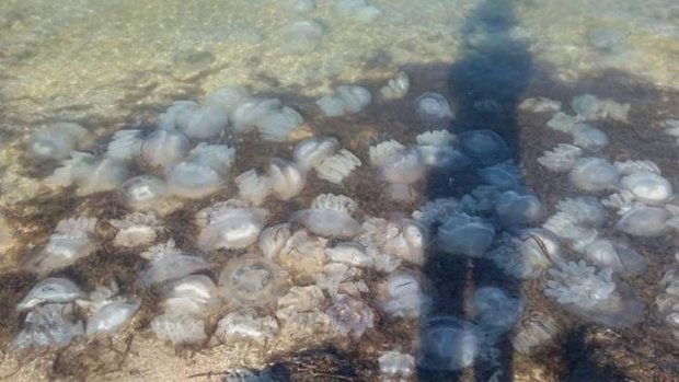 Меньше их не станет: ученые рассказали, почему в морях в том числе Херсонщины так много медуз