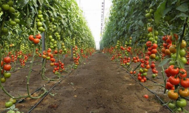 Імпортозаміщення овочів коштуватиме Росії 300 млрд рублів – експерт
