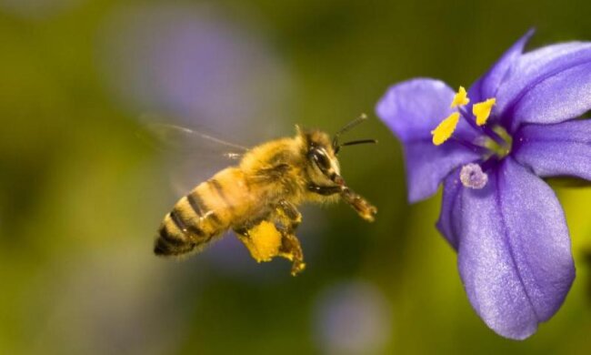 Удивительное открытие: пчелы в очередной раз поразили ученых