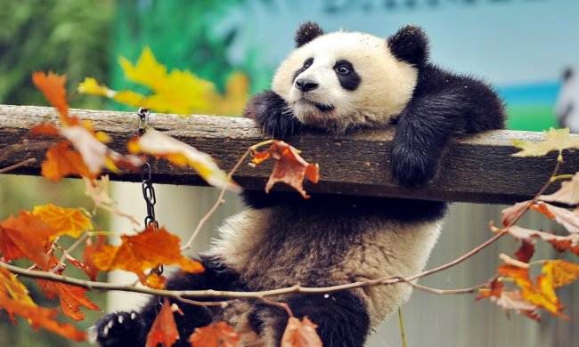 4 октября: главные праздники дня