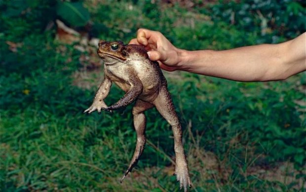 М'ясо на вечерю, шкірку на купальник: дівчина перетворила жаб на бікіні