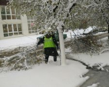 Снігопад повалив тисячі дерев у Харкові: фото