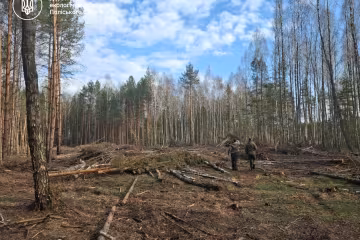 незаконна вирубка дерев