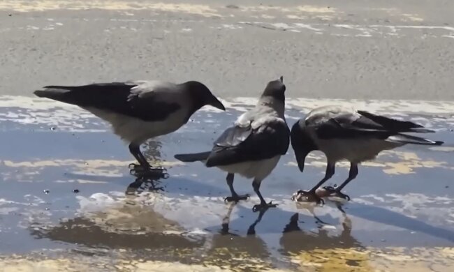 Вороны: фото скрин Ютуб