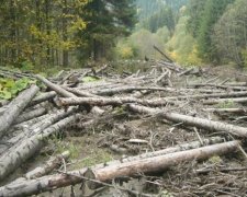 Держлісагентство здешевило електронний облік деревини