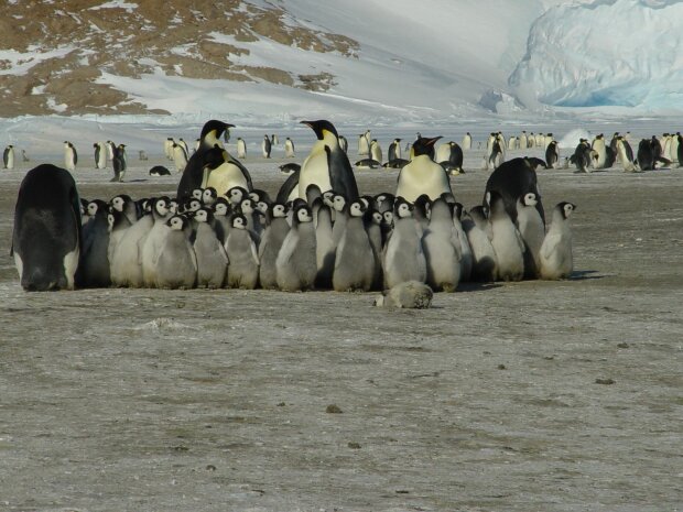 Найспекотніший день в історії: в Антарктиді зафіксували температурний рекорд