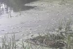 Під Тернополем берег річки усіяний трупами, екологи б'ють на сполох