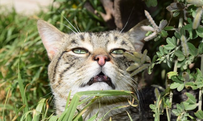 Котик в нюхательном трансе