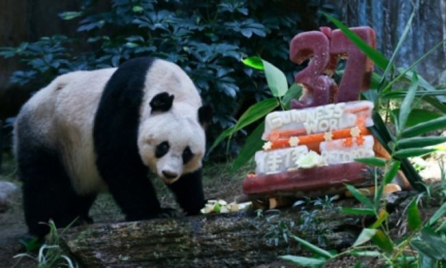 Самая старая в мире панда "отметила" 37 лет