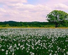 На Закарпатті зацвіла унікальна долина нарцисів