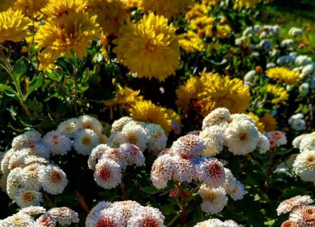 Хризантеми / фото: Запорізький Ботанічний сад
