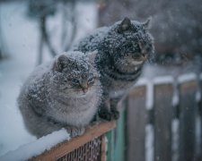 Діставайте санки і гумові чоботи: синоптики дали прогноз погоди на найближчий тиждень