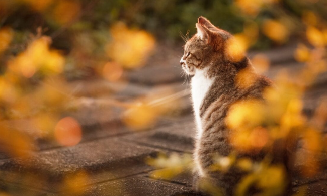 Котик / фото: Pinterest