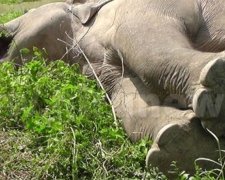 Почтовый поезд убил четырех слонов на Шри-Ланке