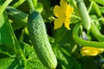 Вирощування огірків, фото: growhow.in.ua