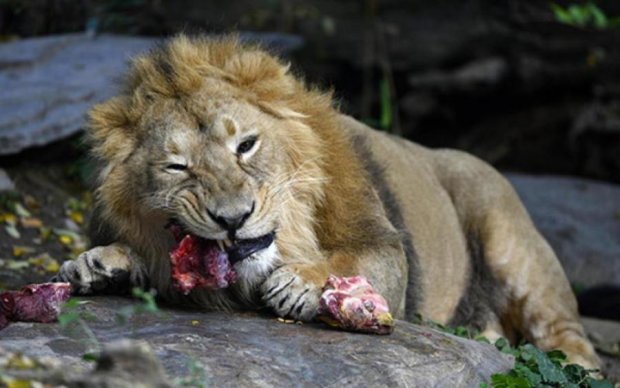 Мгновенная карма: тупые браконьеры стали вкусным обедом